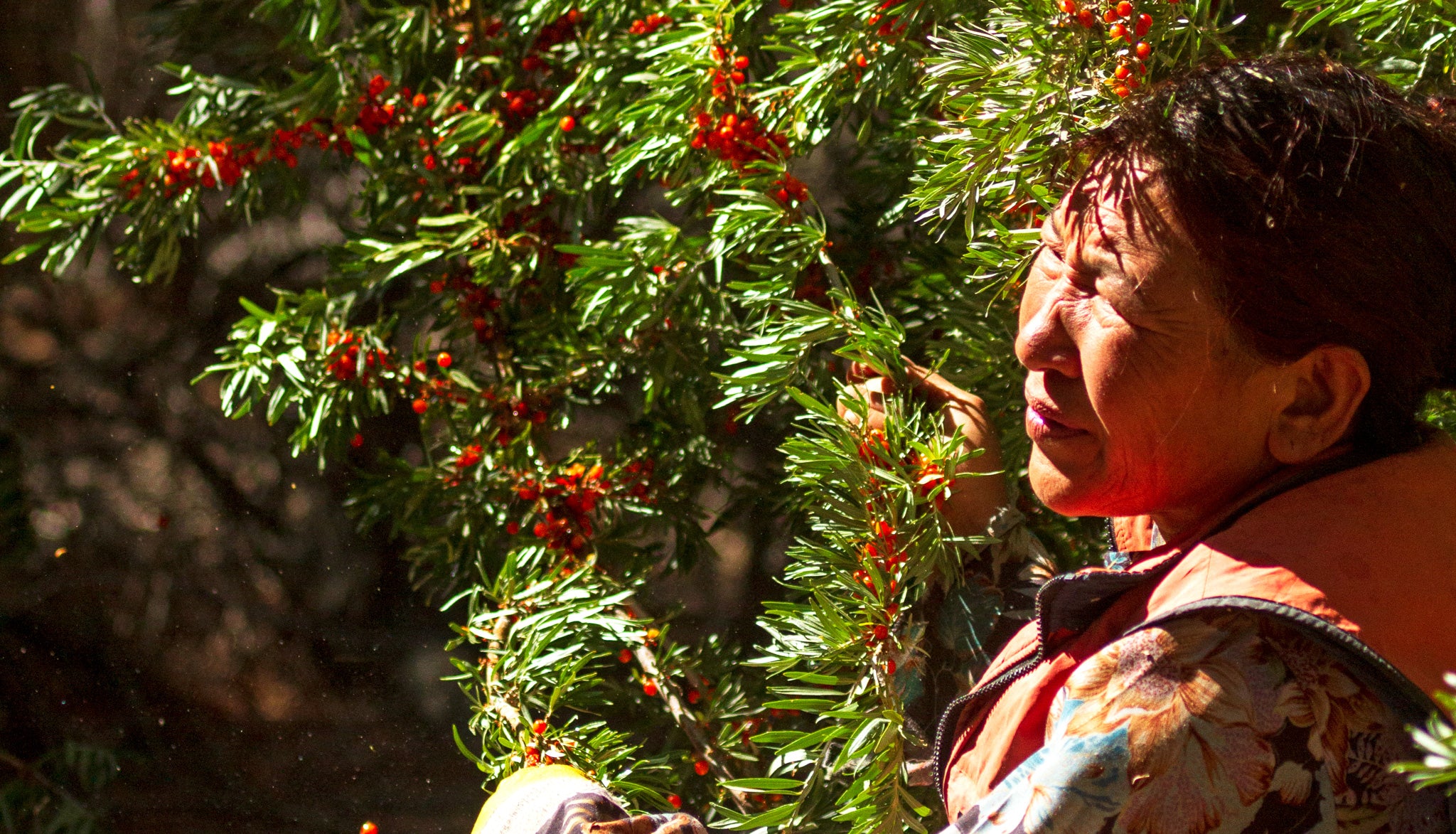 Sea Buckthorn oil is the ingredient that every city girl can put to good use