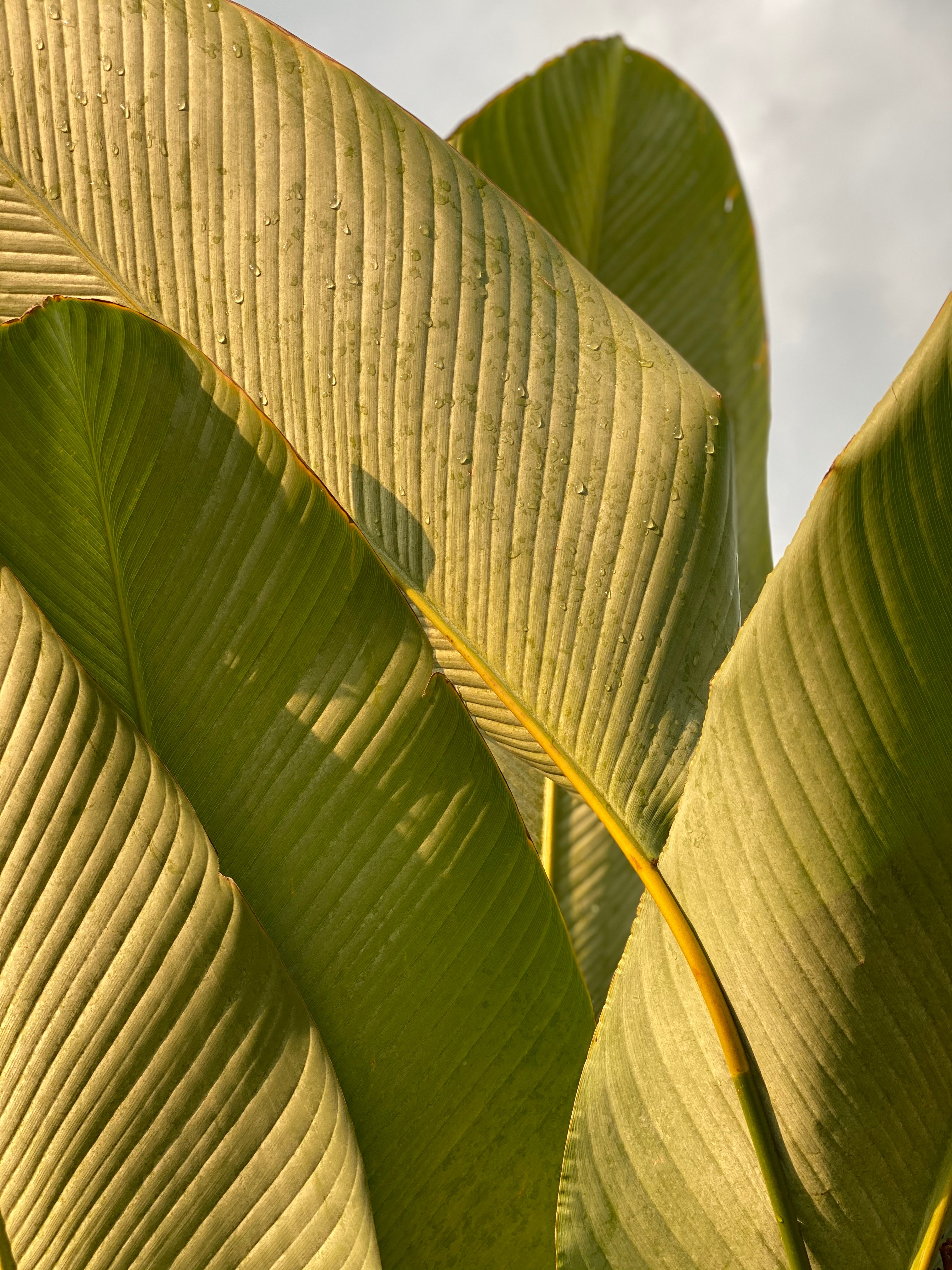 'Navigating Wellness' with Aurah